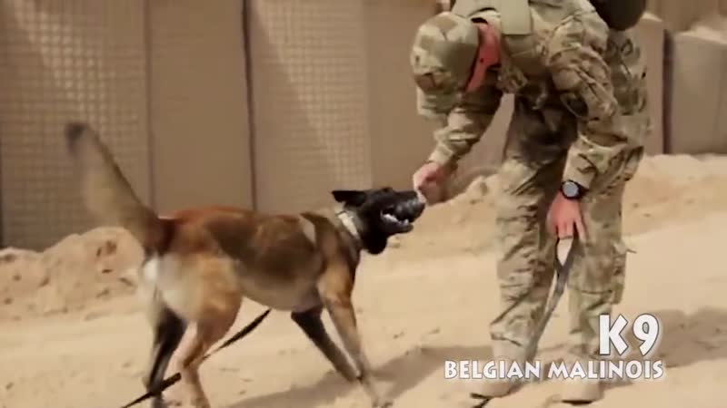 K9 Commando Belgian Malinois Berger Malinois K9 Dogs Extreme Trained D.