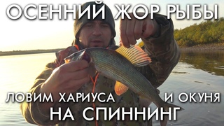 ОСЕННИЙ ЖОР РЫБЫ / ЛОВИМ ХАРИУСА И ОКУНЯ НА СПИННИНГ