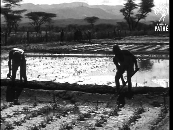 British M. Ps In Kenya