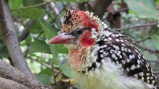 Red-and-Yellow Barbets