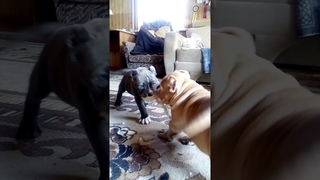 VID 20190729 154928 — копия 3