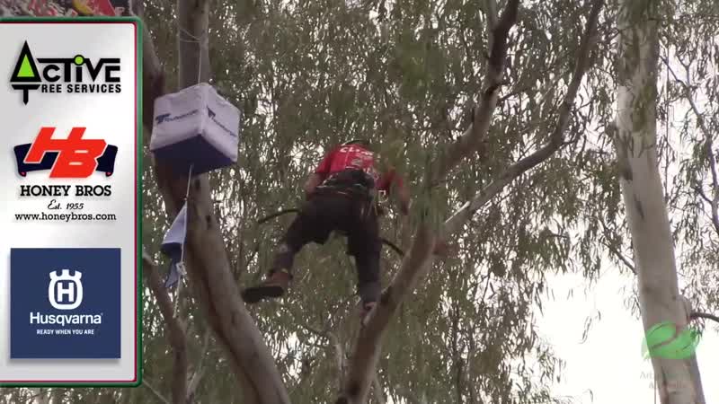 Red Bull Branched