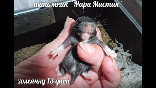 #ХОМКИ 13 ДНЕЙ - ОТКРЫВАЕМ ГЛАЗКИ#купитьхомячкапродаю#ПИТОМНИКМАРИМИСТИК#сирийскиехомячатапродажа