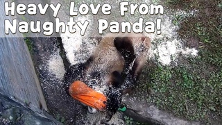 Man Yuemei’s Love Is Too Heavy For Stuffed Carrot To Bear | iPanda