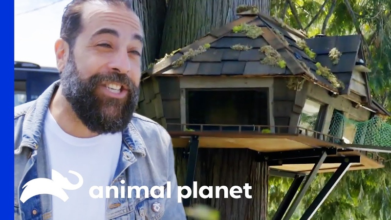 Adventurous Kitty Gets Her Very Own Custom Treehouse, Animal