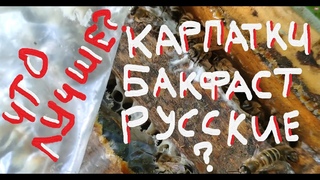 Какая порода пчел эффективней в 2019 году