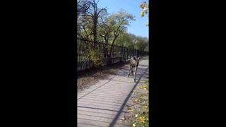 Лось в Рубежном был замечен возле городского парка