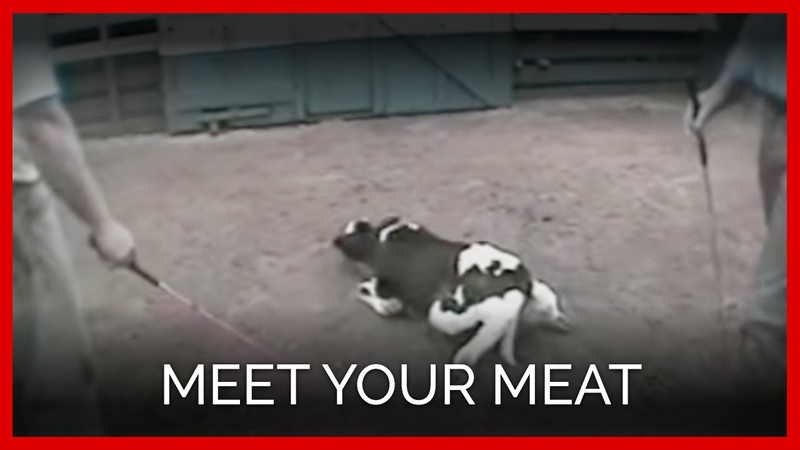 Meet Your