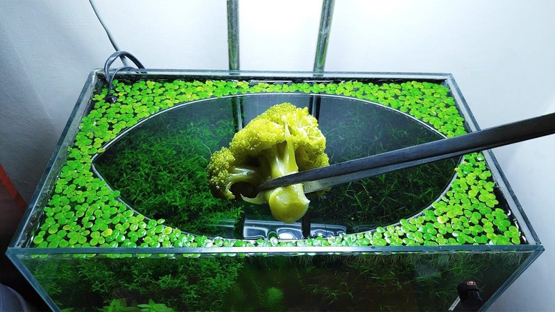 22nd Month ( Broccoli Feeding Frenzy) NO filter, NO CO2, NO Ferts 5 Gallon Nano