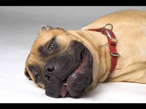 Бульмастиф ( Bullmastiff). Породы собак ( Dog
