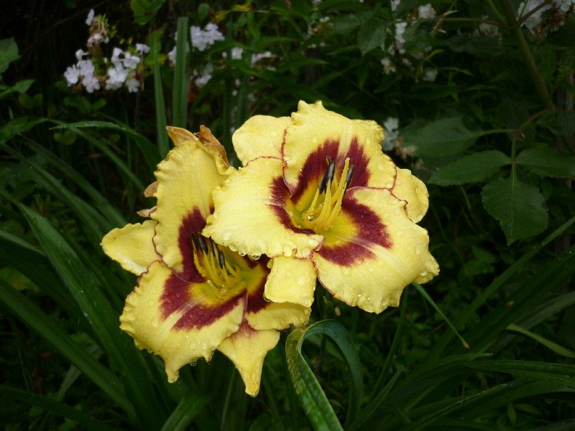 Наталья Бурмистрова | Санкт-Петербург