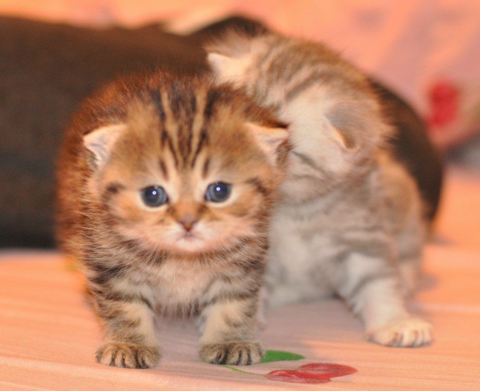 Людмила Кулишева | Королёв