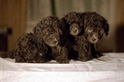 Лидия Серкова владимировна | Санкт-Петербург