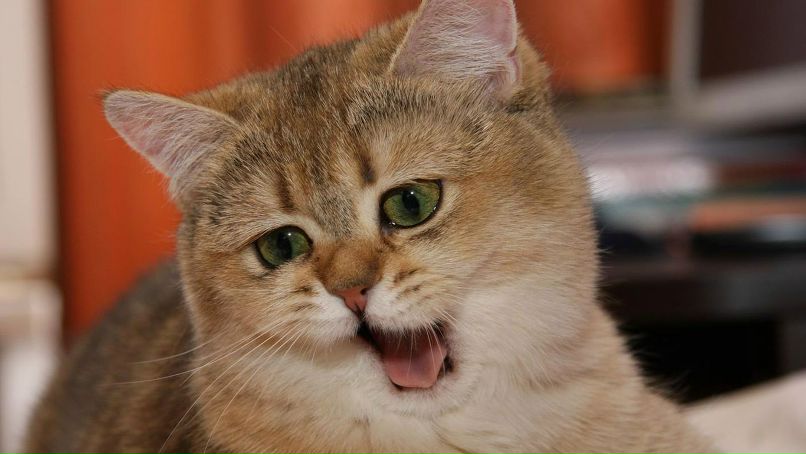 Олечка Зеленська | Брусилов