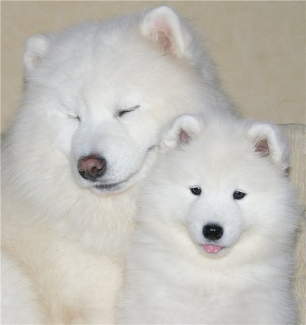 Акберген Ибрагимович С+Ш | Алматы