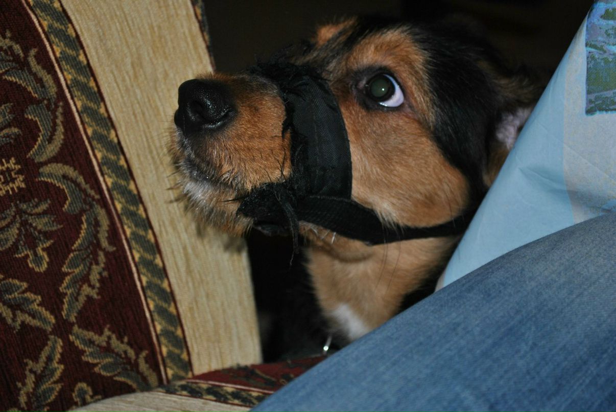 Виталия Кононова | Видное