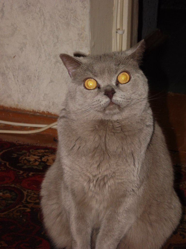 Александр Облачков | Кострома