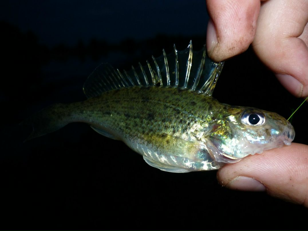 Александер Кузьминский | Воздвиженское