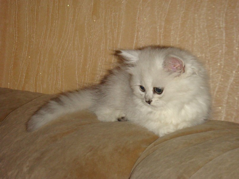 Светлана Пидгирная | Приазовское