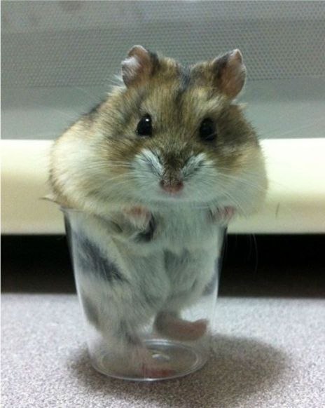 Дмитрий Васильев ♣dumbO♣ | Киев