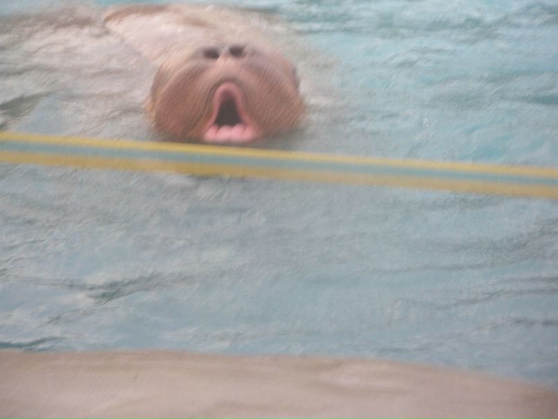 №12, Настя Антошина №12, Настя Антошина