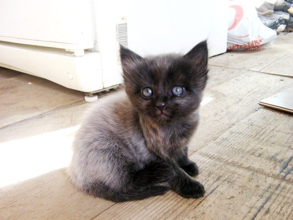 Лёха Шастин | Лаишево