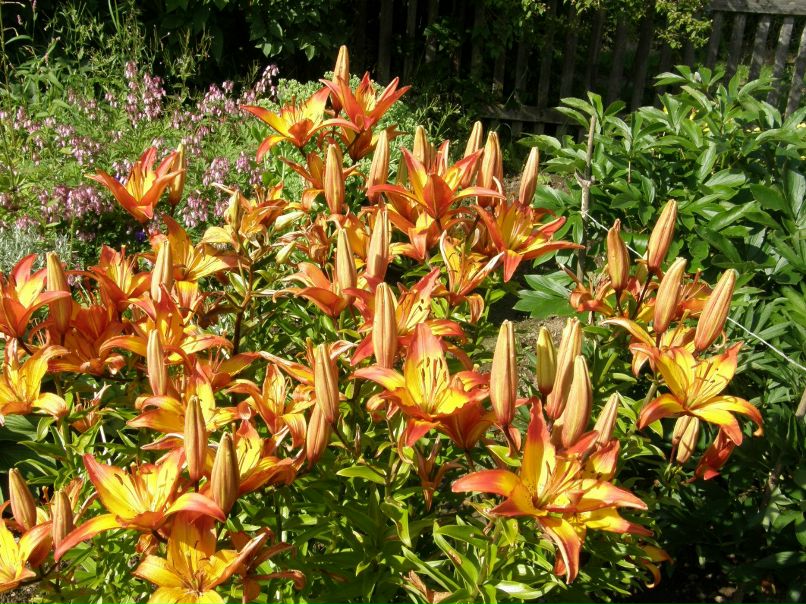 Александра Орлова | Санкт-Петербург