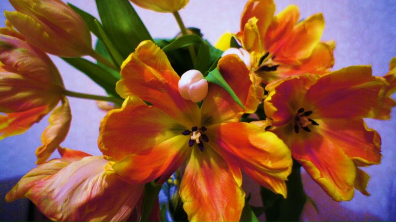 Иришка Буренина | Москва