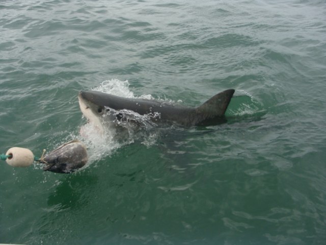 Светлана Попова | Белгород