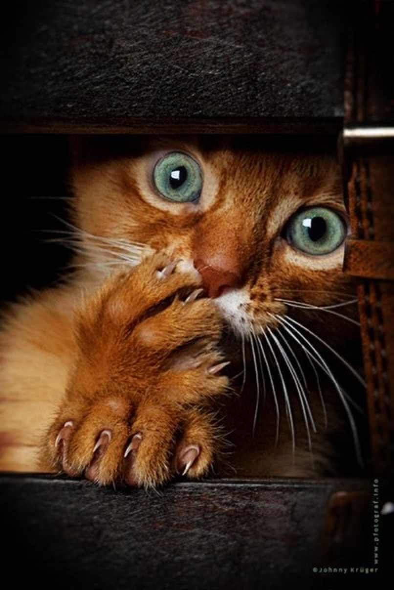 Иван Иванов | Budva