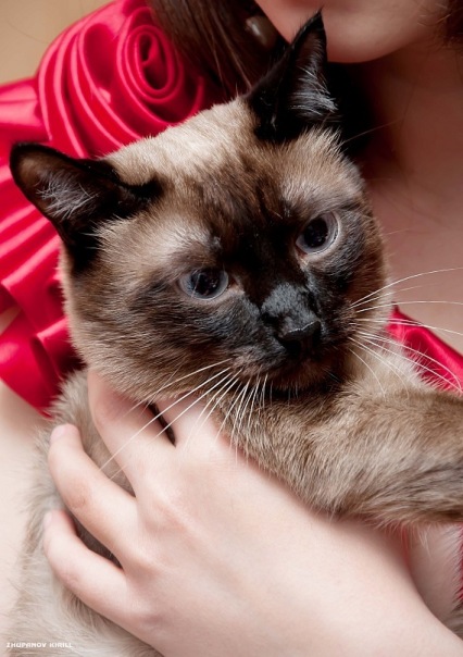 №3, Елена Вереницина №3, Елена Вереницина