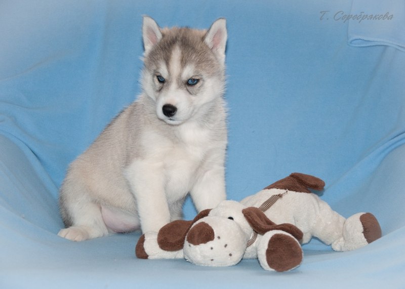 Алёна Касьянова | Йошкар-Ола