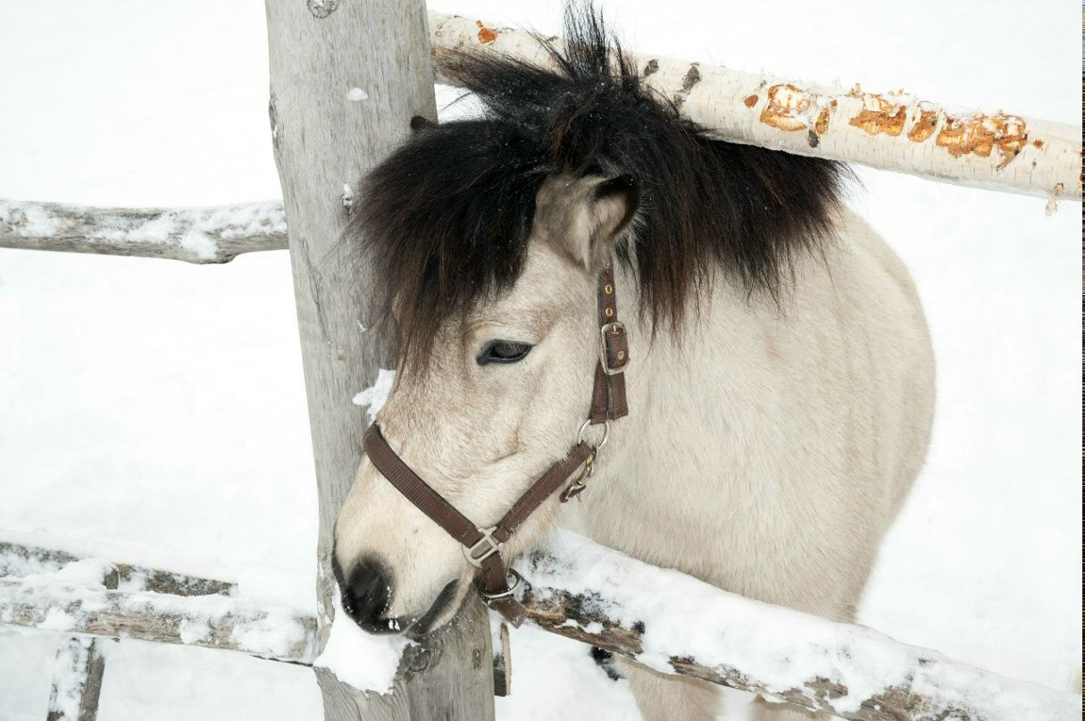 Алла Козлова | 