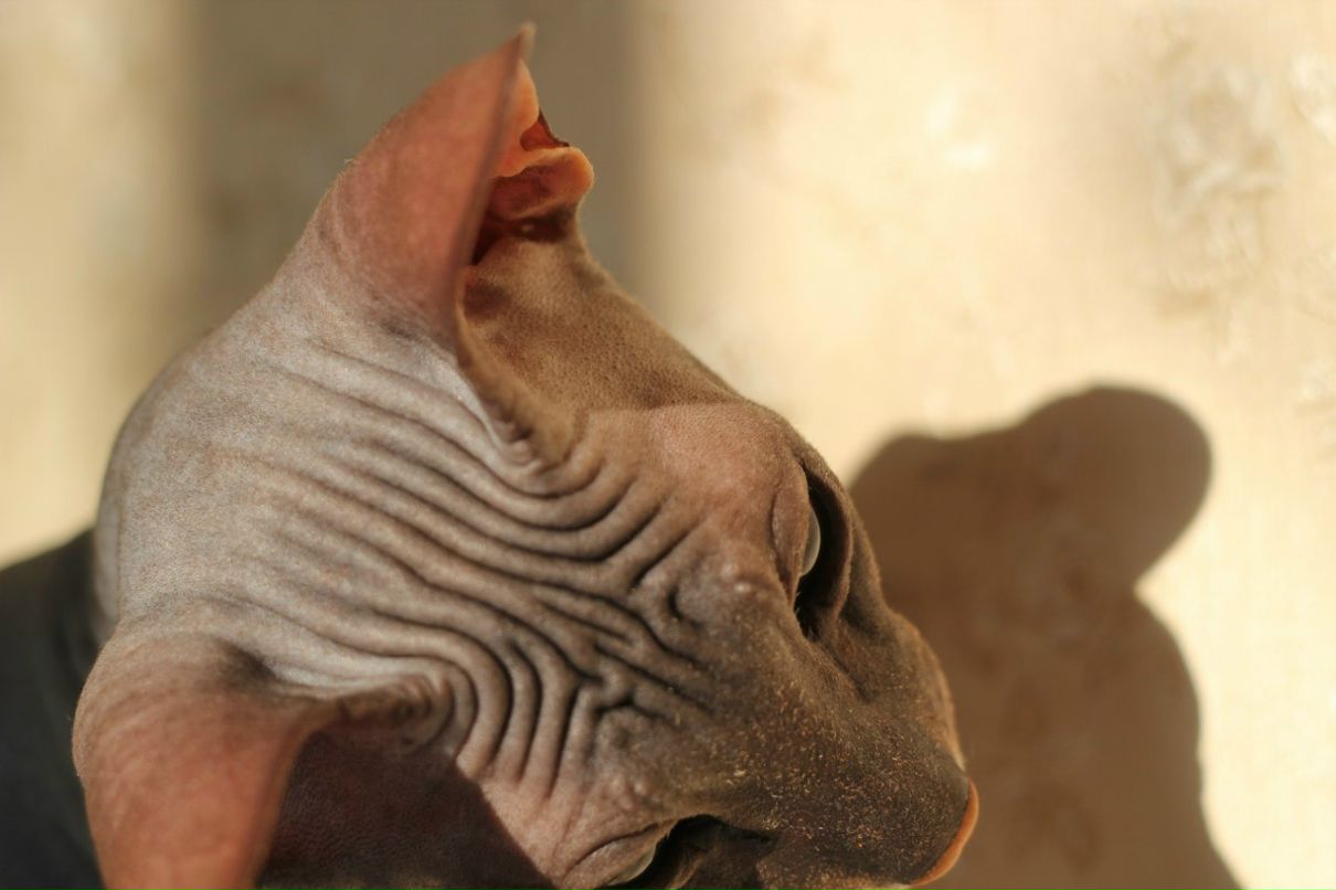 Гоша Чочуа | Санкт-Петербург