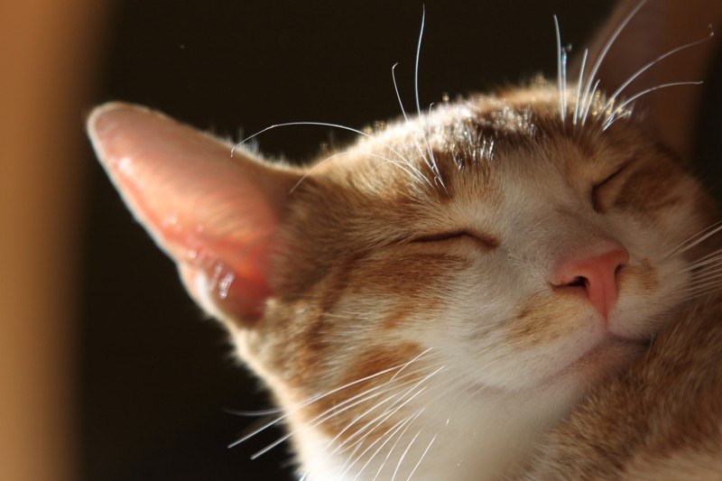 Яна Прохорова Yankee | 