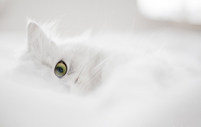 Сельби Овезова | New York City