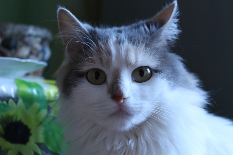 Шики Сусами | Киев