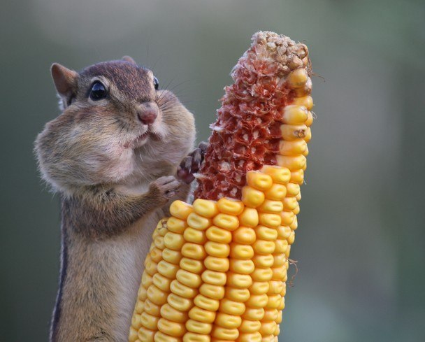 Елена Кутыркина | Рязань