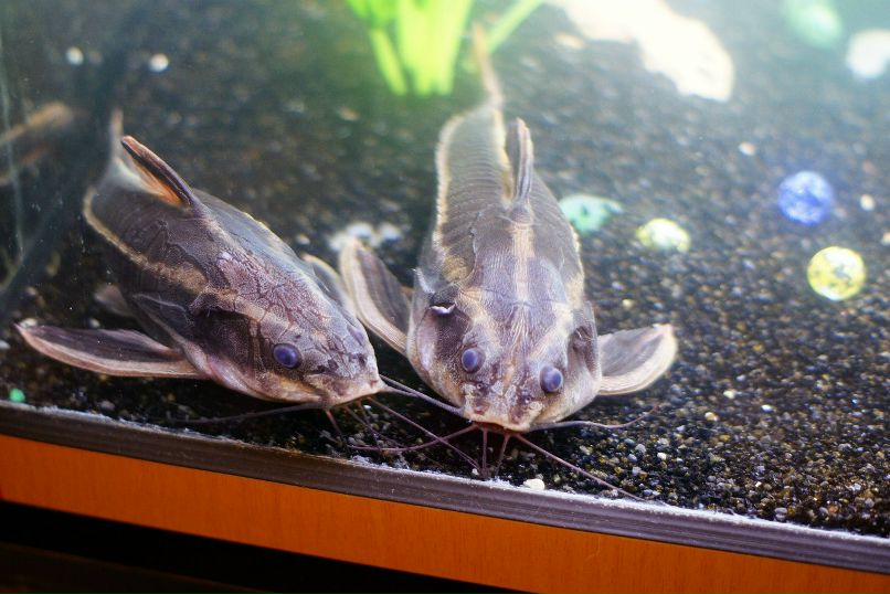 Ольчонок Зайчонок | Москва