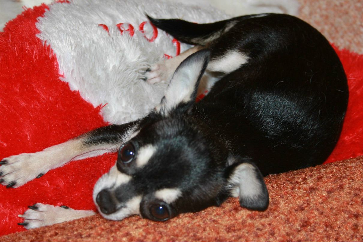 Анютка Иванова Нюськаツ | Санкт-Петербург