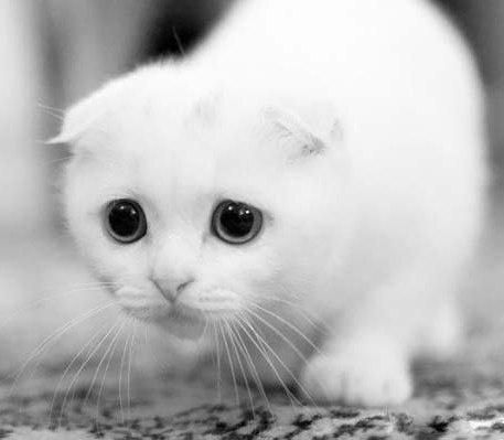 Валерия Сковородько | Киев