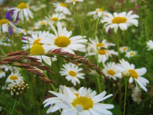 Яса Васильева | Псков