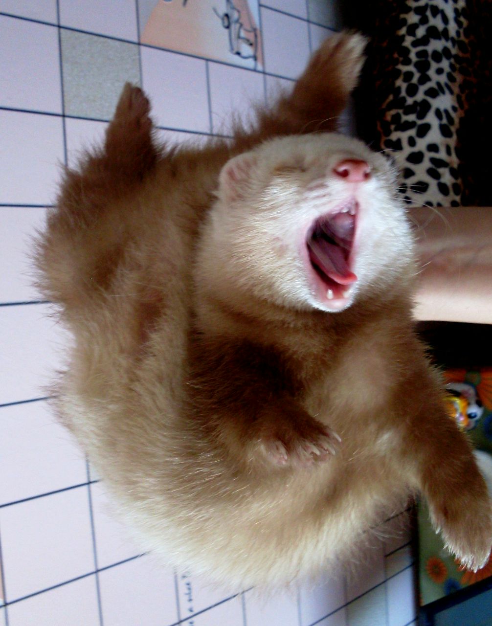 Анастасия Павлова | 