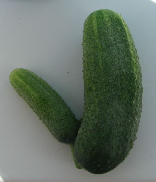 №1, Виктор Бибин, Онега №1, Виктор Бибин, Онега