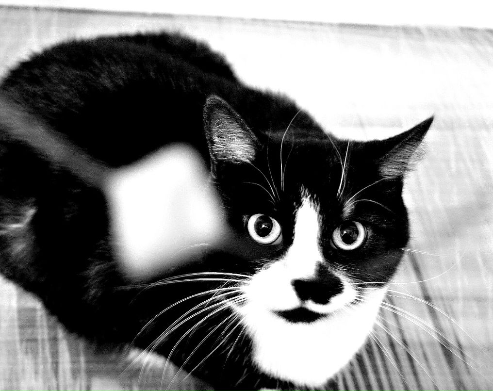 Снежана Зэлча | Рига