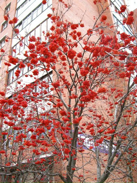 №91, Ольга Целовальникова, 60 лет, Санкт-Петербург №91, Ольга Целовальникова, 60 лет, Санкт-Петербург