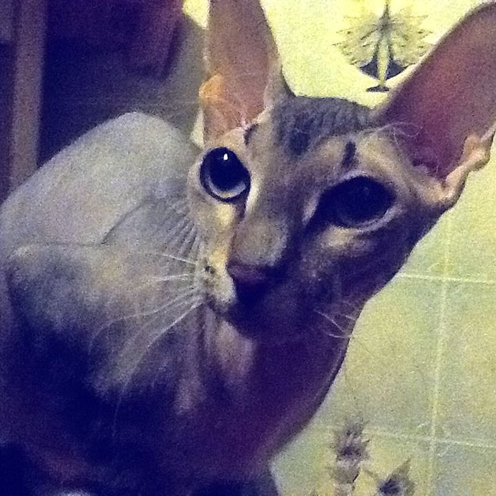 Катерина Щербина | Москва