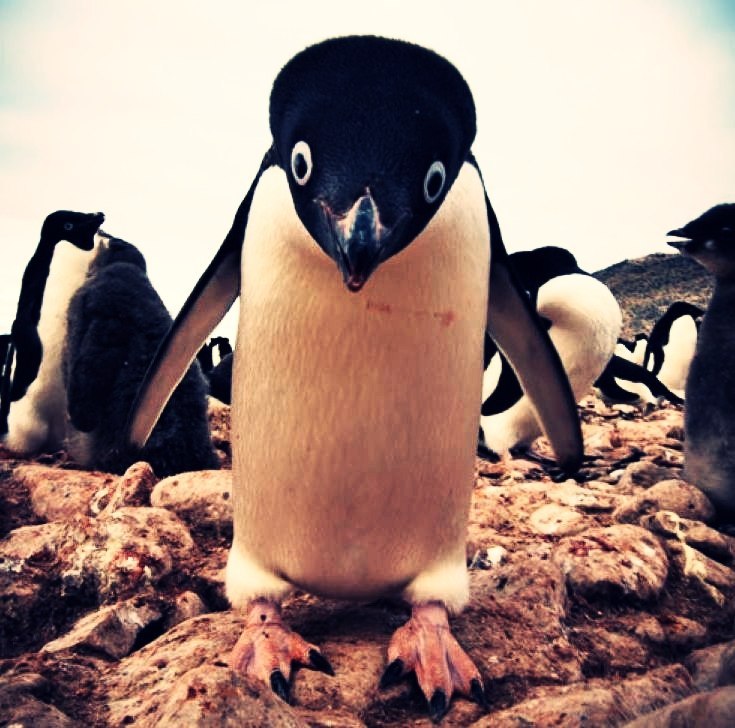 Андрей Петров | 