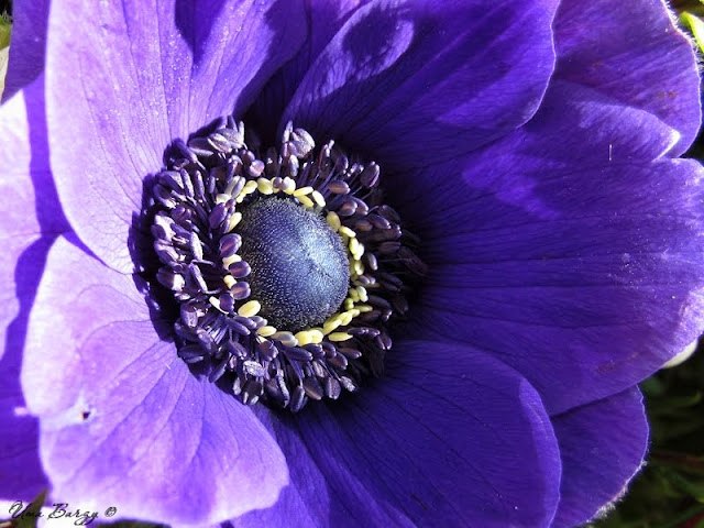 Ирина Мардасова | Санкт-Петербург