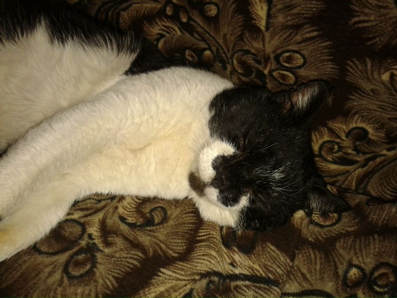 Максим Коцубинский Николаевич | Ростов-на-Дону